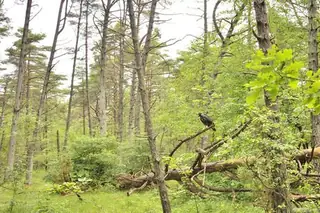 Защитена зона Камчийска планина