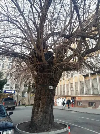 Вековно дърво - Ямбол