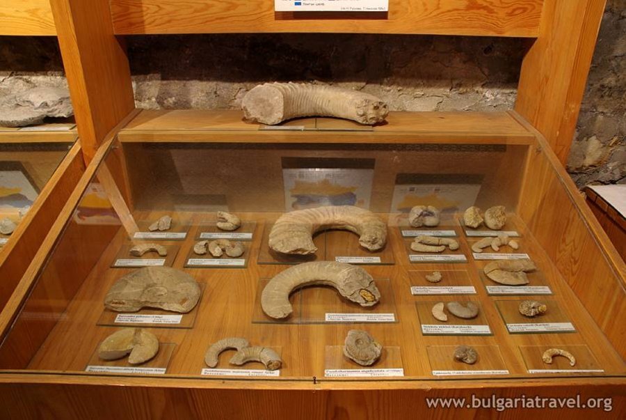 Музей по палеонтология – Елена