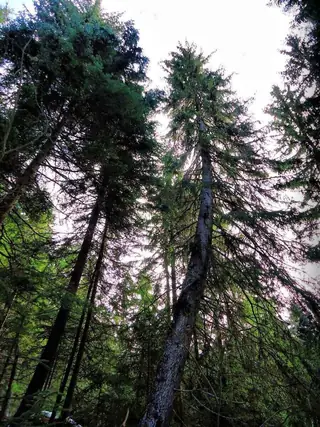 "Пияната гора"