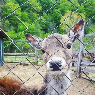 Зоокът и ферма за щрауси "Чифликъ Ненкови" - с.Осеновлаг