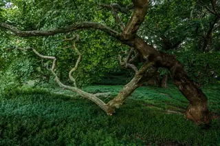 Защитена местност Буйна - Горна Брезница