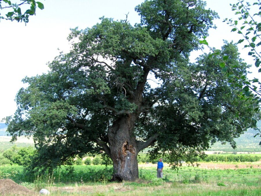 Вековен дъб "Мицево дабе" -Таваличево