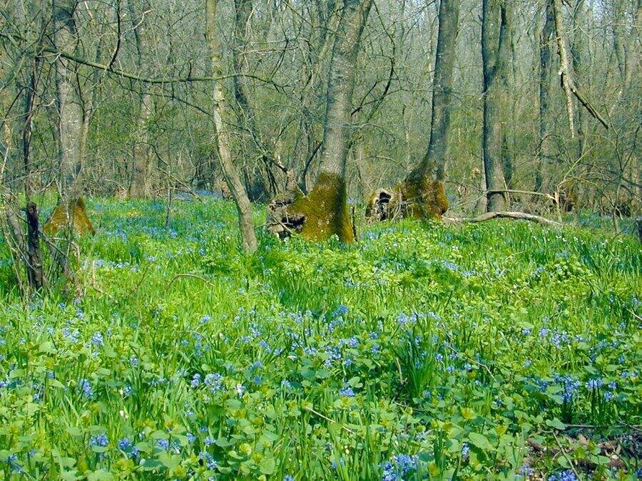 Защитена местност "Калината"