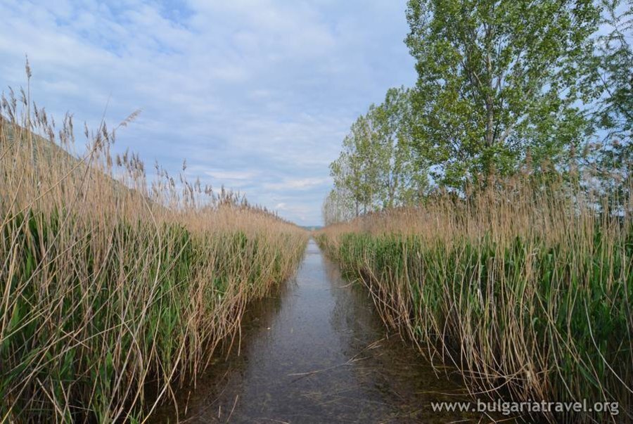 Драгоманско блато
