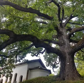 Вековен дъб - с.Скравена