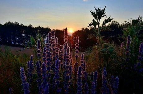 Връх Чумерна