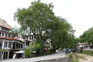 Вековните чинари - Мелник