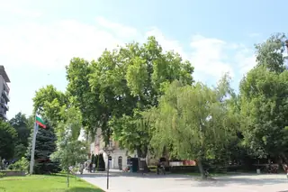 Вековен чинар - Лом