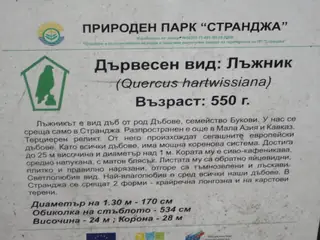 Вековен дъб Лъжник