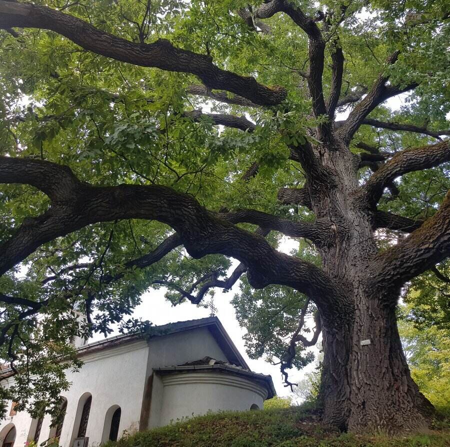Вековен дъб - с.Скравена