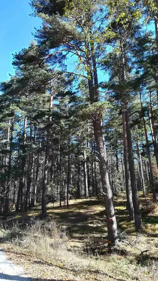 Защитена местност "Корията" - Равногор