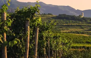 Винарска изба Каменки