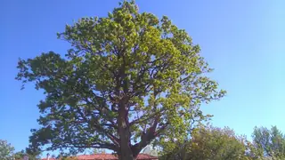 Вековен дъб - с.Крушовица