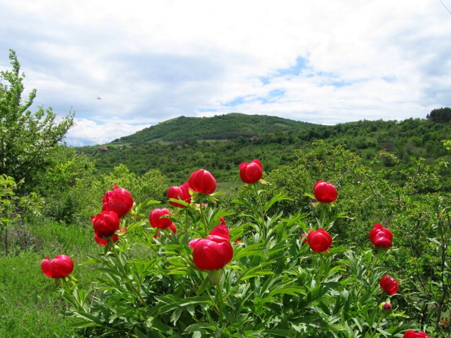Местност "Камико"