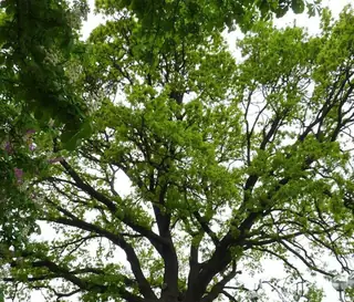 Вековен дъб - Силистра