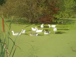 Непознатите орхидеи на Елака - Габарево