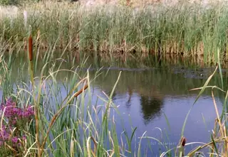 Стомопло блато