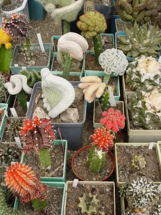 Ботаническа градина "Серафимови" - Велика