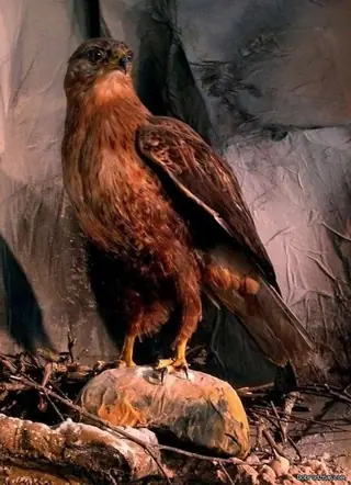 Природонаучен музей - Добрич