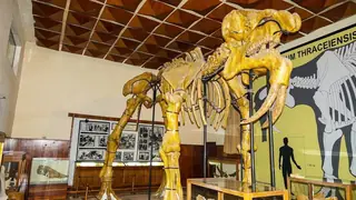 Палеонтологичен музей – Асеновград