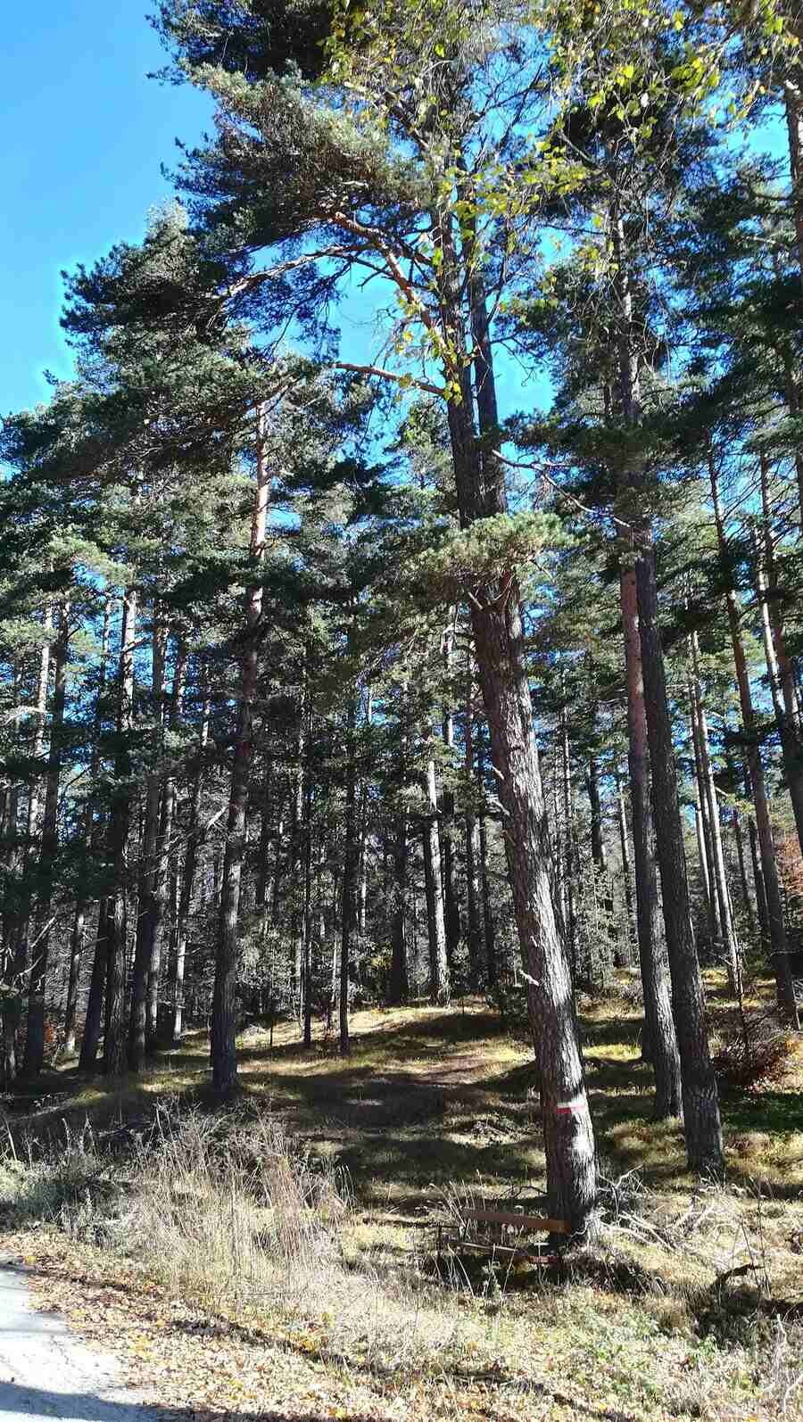 Защитена местност "Корията" - Равногор