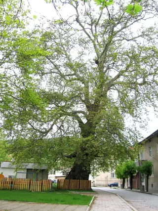 Вековен чинар - Гоце Делчев