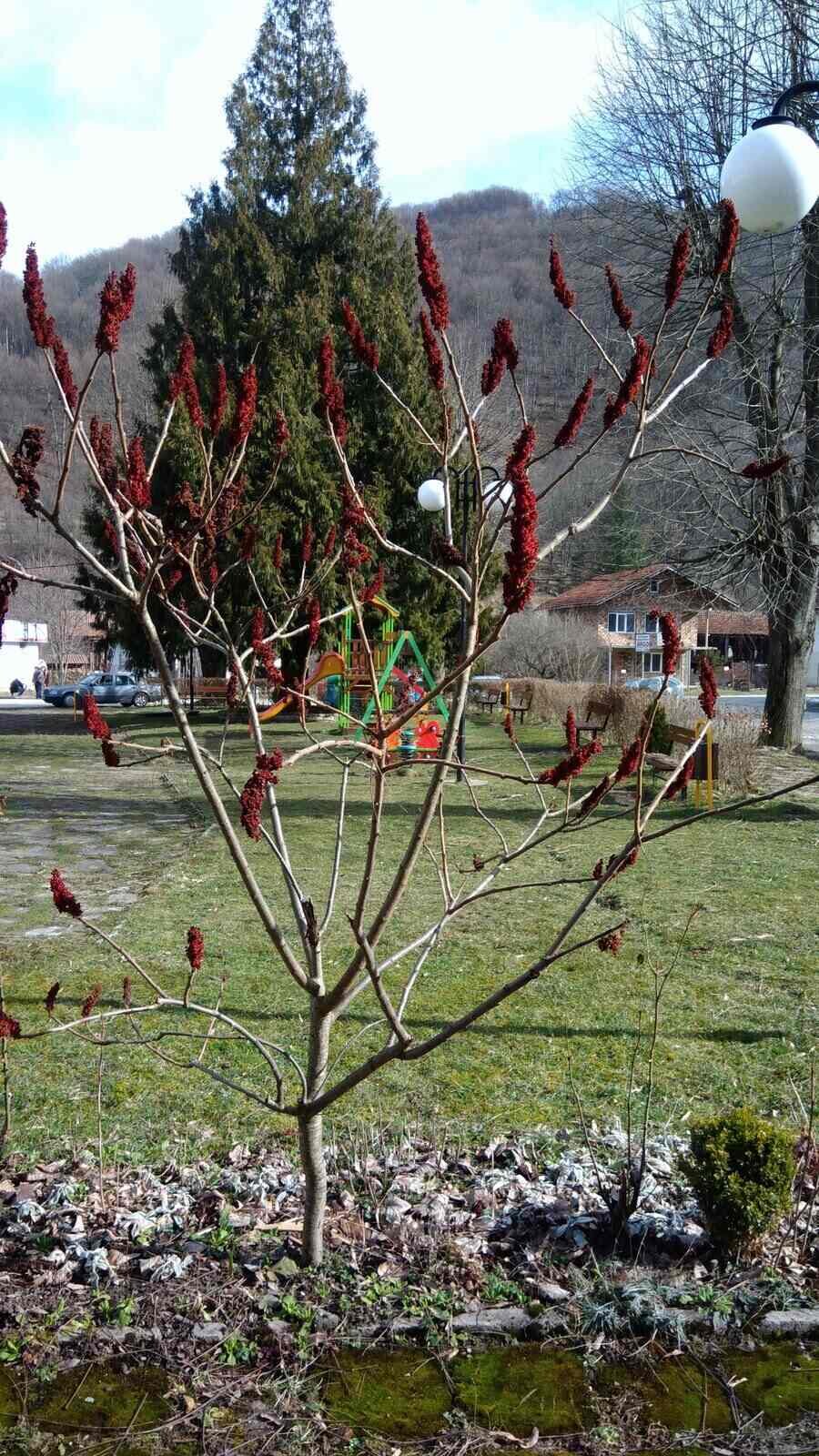 Парк - с.Рибарица