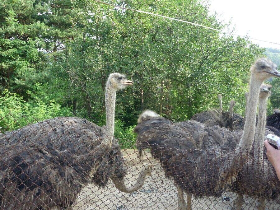 Ферма за щрауси "Krasiostrich" - с.Старцево