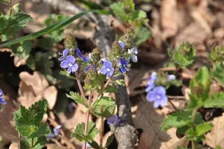 Резерват "Вълчи проход" - Голица