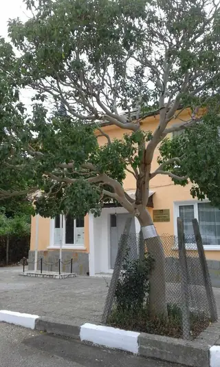 Ягодово дърво - с.Долно Луково