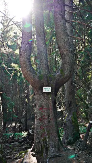 "Лирата на Орфей" - Смолян