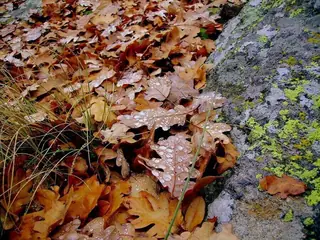 Извор Гунчов кайнак