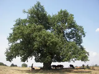 Вековен зимен дъб - Медевци