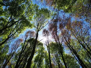 Боянски водопад - София