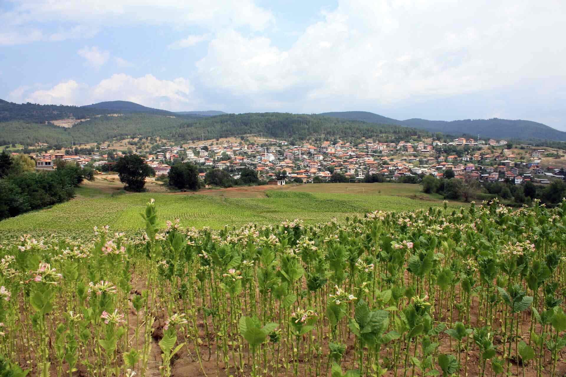 Долно Дряново