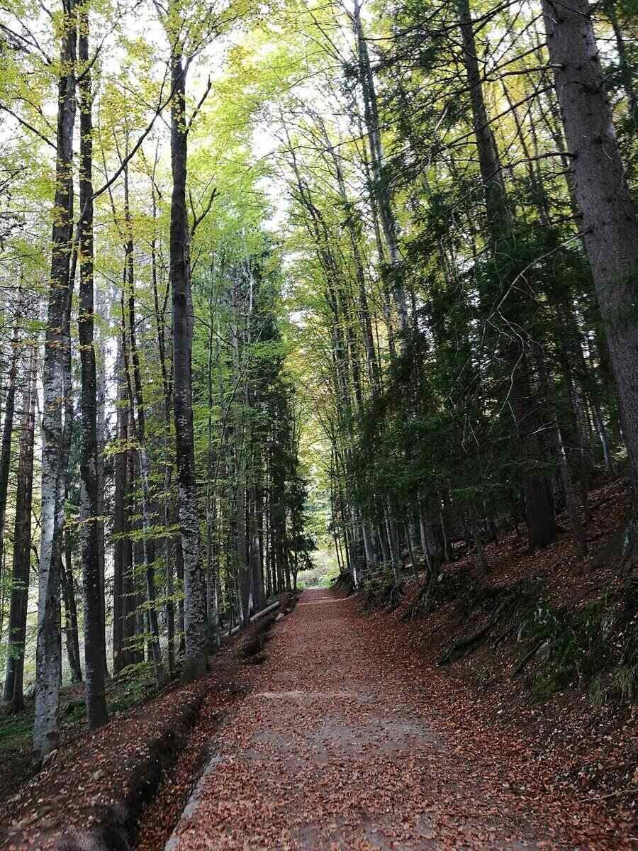 Природен парк "Витоша"