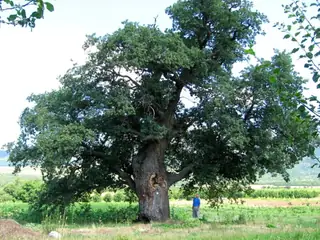 Вековен дъб "Мицево дабе" -Таваличево