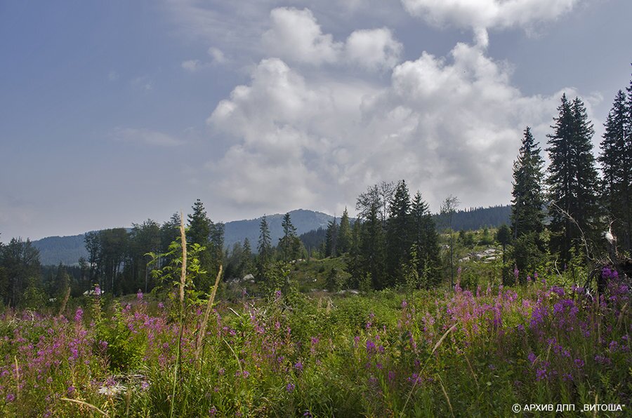 Местност Офелиите - Витоша