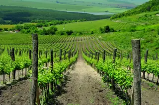 Винарска изба "САЛЛА ЕСТЕЙТ" - Блъсково