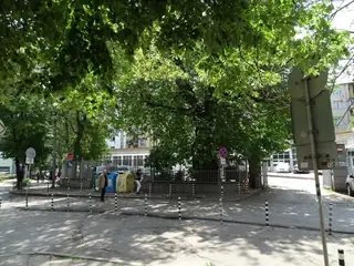 Вековно дърво "Черницата на Левски" - София