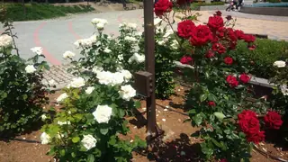 Алея на розите в Артилерийски парк - Стара Загора