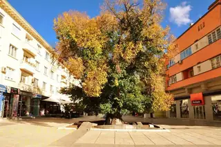 Старият бряст - Сливен