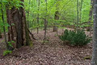 Резерват "Силкосия"