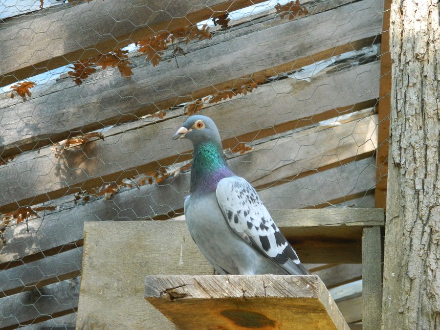 Зоокът Горица