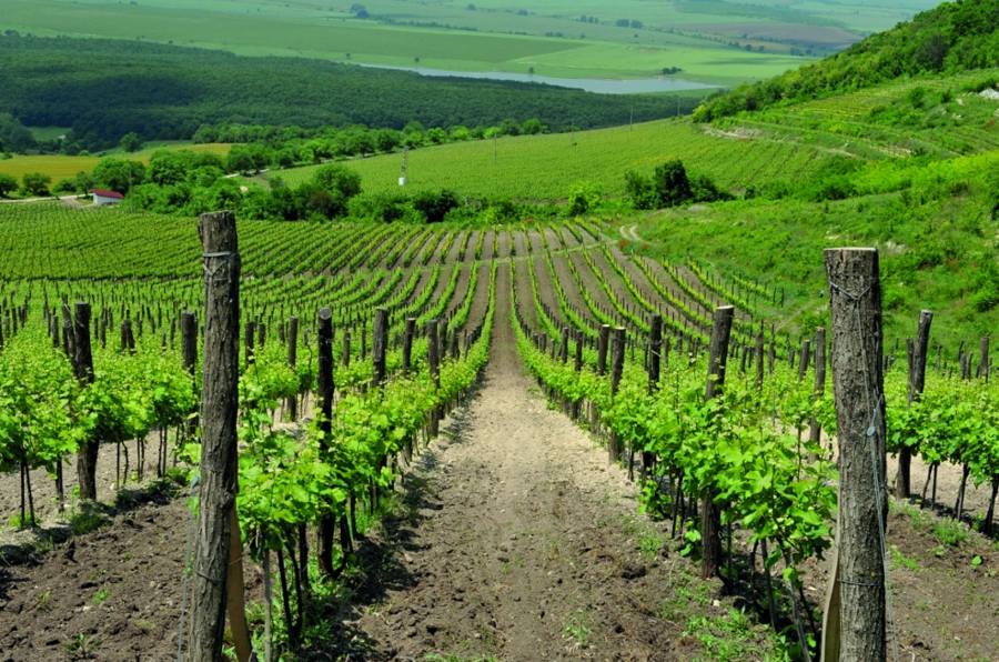 Винарска изба "САЛЛА ЕСТЕЙТ" - Блъсково