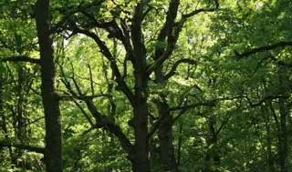 Защитена местност "Кривинизово"