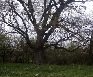 Вековното дърво край река Тунджа – село Червенаково