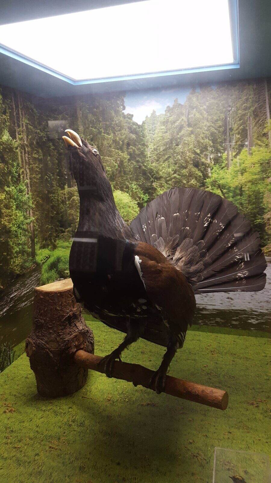 Природонаучен музей - Черни Осъм