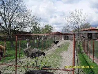 Ферма за щрауси "Четири сезона" - с.Скобелево